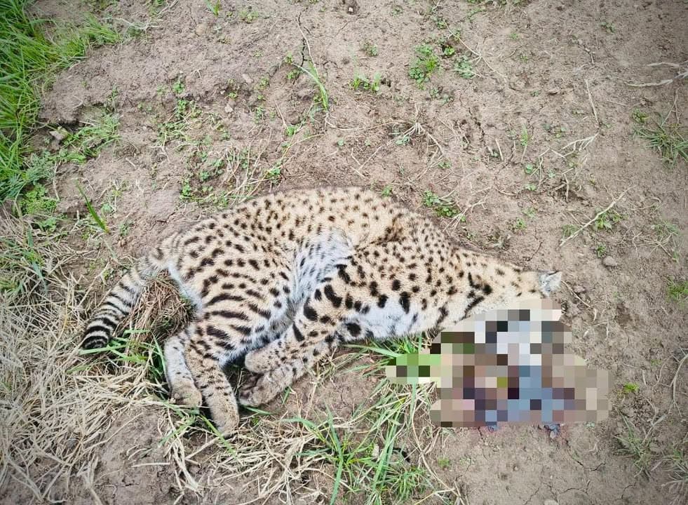 Hallan un gato montés muerto en Balcarce y alertan por la caza furtiva