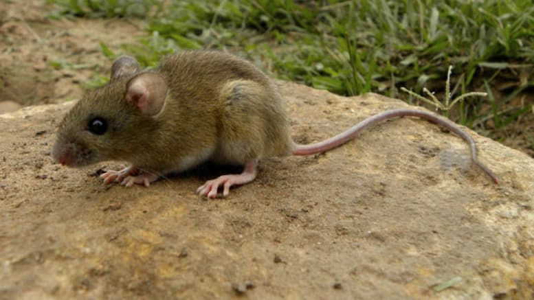 Confirman un caso de hantavirus en Tres Arroyos y refuerzan la prevención
