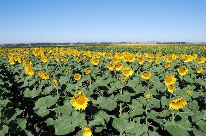 Crecimiento de la cadena del girasol: récords en producción y molienda