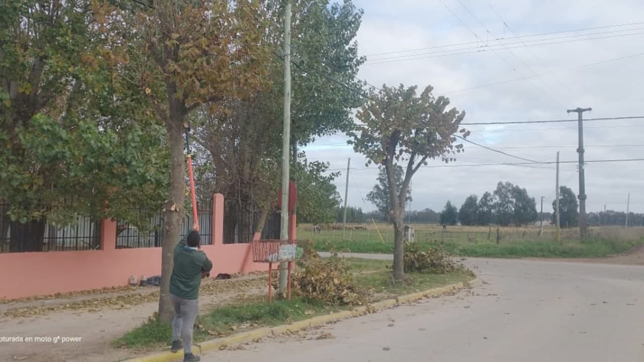 Arboles en las veredas: estiman que uno de cada dos espacios podría estar vacío