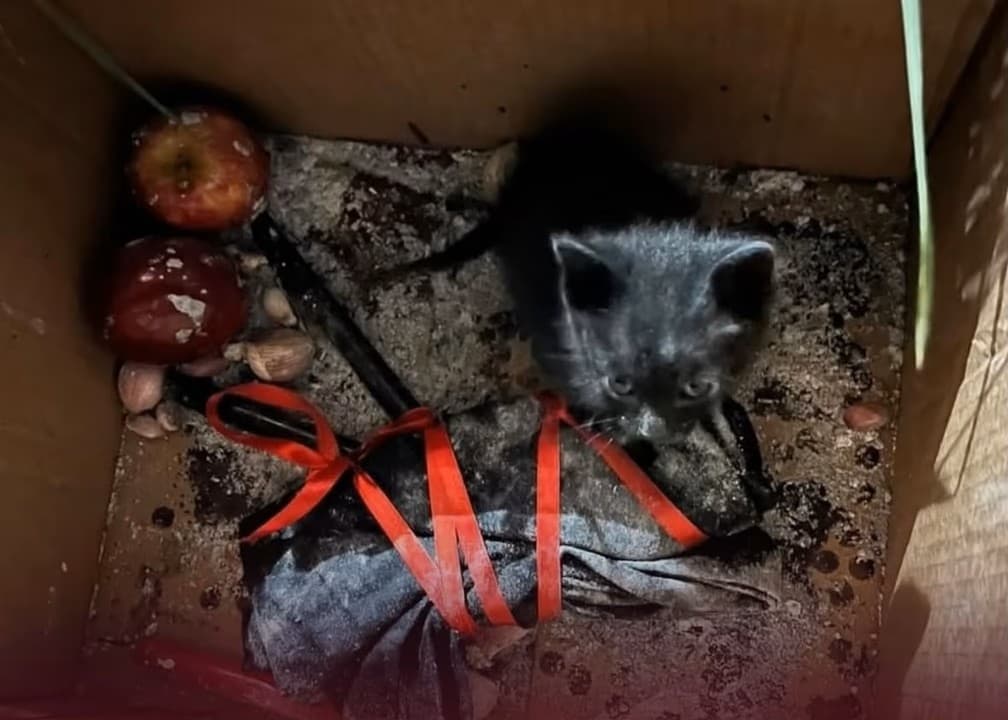 Horror: rescataron a un gato encerrado en una caja, rodeado de velas y con quemaduras
